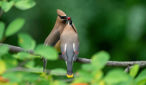 Click or tap tp see our holiday gift guide for bird lovers