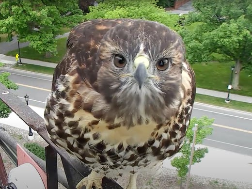 Tap to give a gift in support of the Bird Cams.