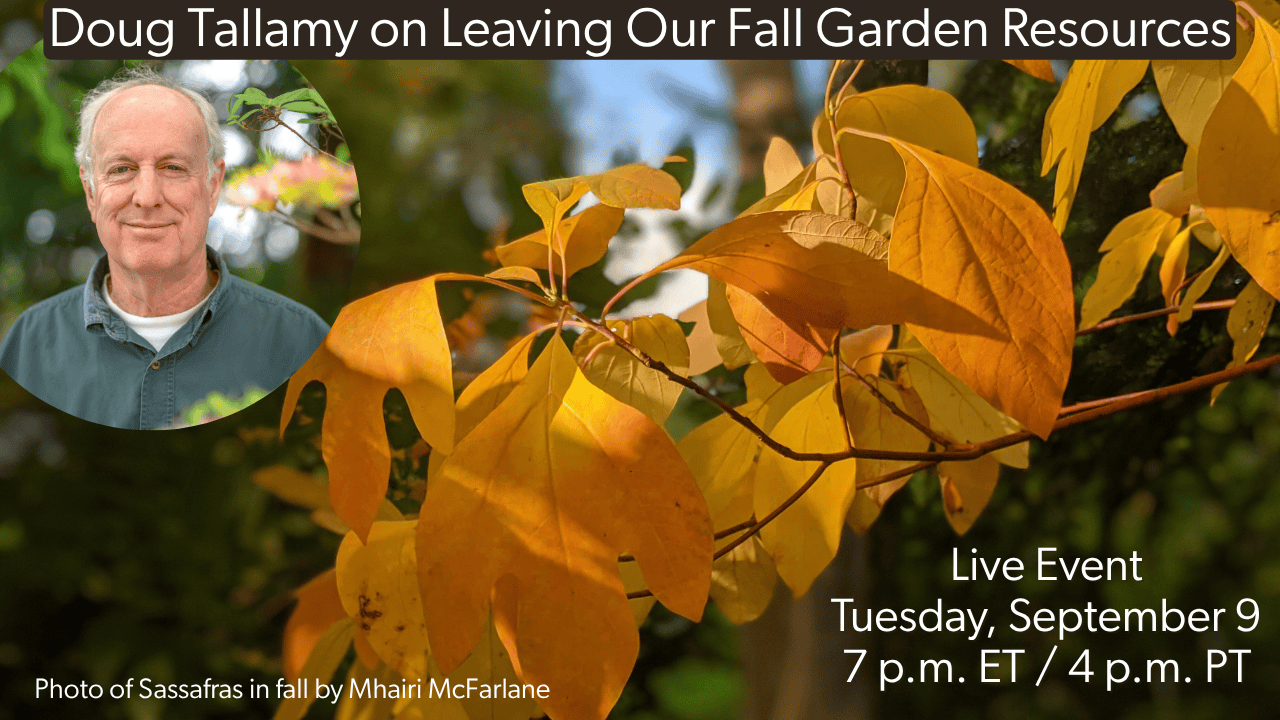Doug Tallamy with a fall sassafras tree.