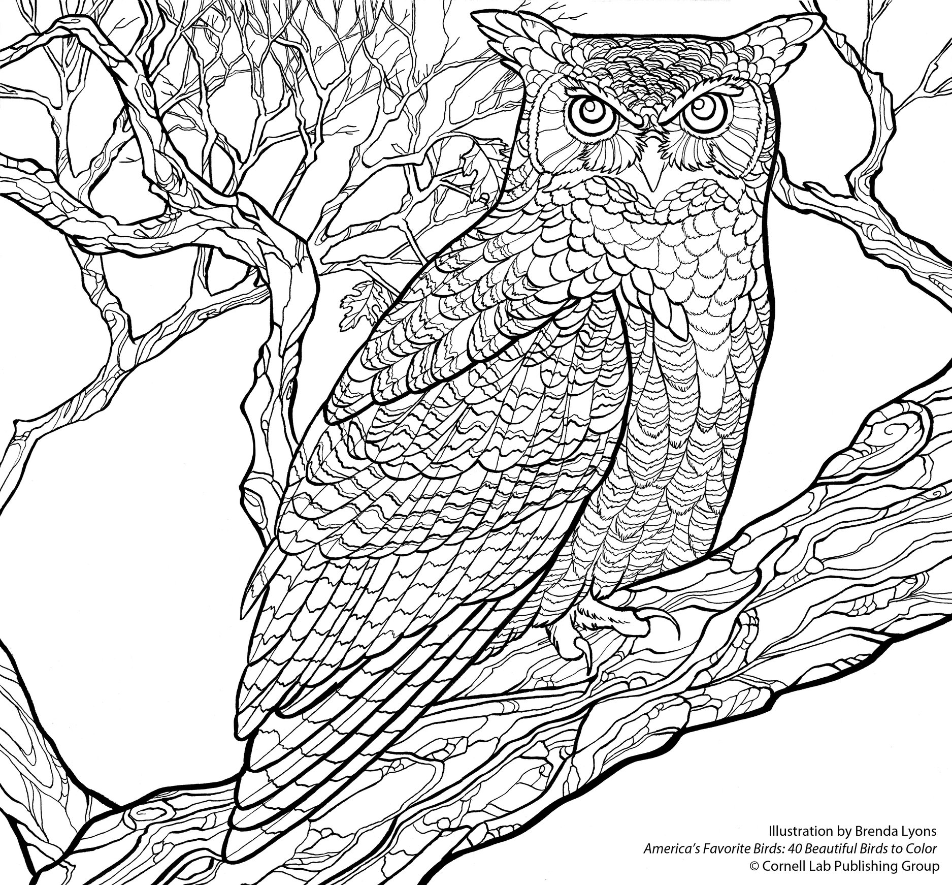 Coloring Page Great Horned Owl