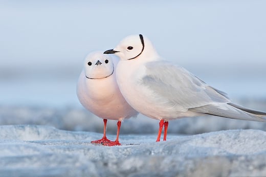Click or tap to reveal the secret of how birds' feet don't freeze