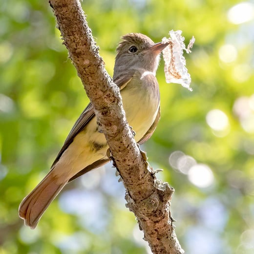 Click or tap to read about why some birds use snakeskins in their nests.