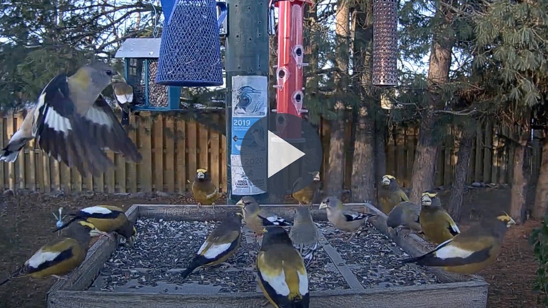 Tap to watch the Ontario FeederWatch Cam.