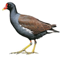 Eurasian Moorhen