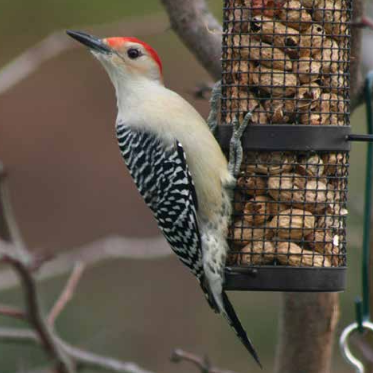 Red-bellied Woodpecker looks at the camera while perched on a feeder filled with peanuts. 