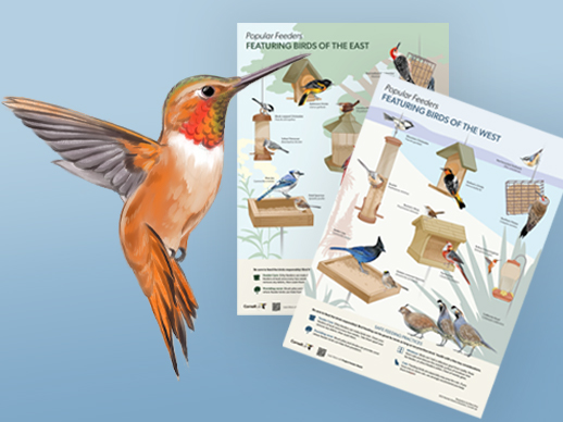 Popular Feeders and Feeder Birds Poster