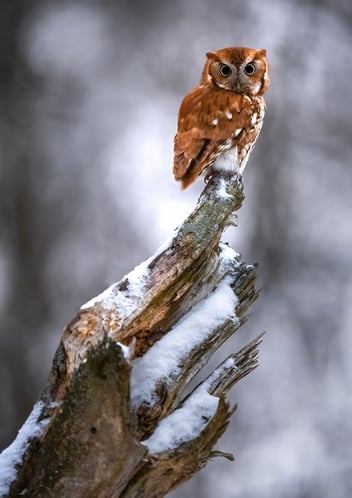 2024 11 Planned Giving Message Eastern Screech-Owl by Matt Zuro Macaulay Library