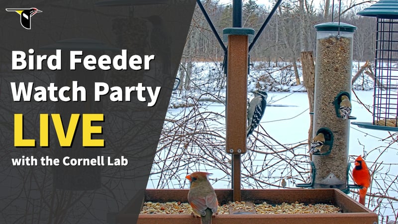 Bird Feeder Watch Party Live with the Cornell Lab