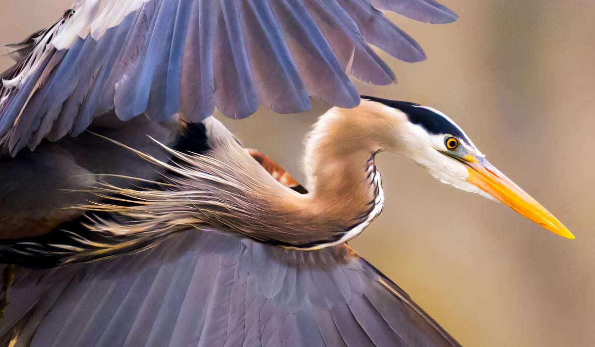 click or tap to explore the latest bird trends across the U.S.