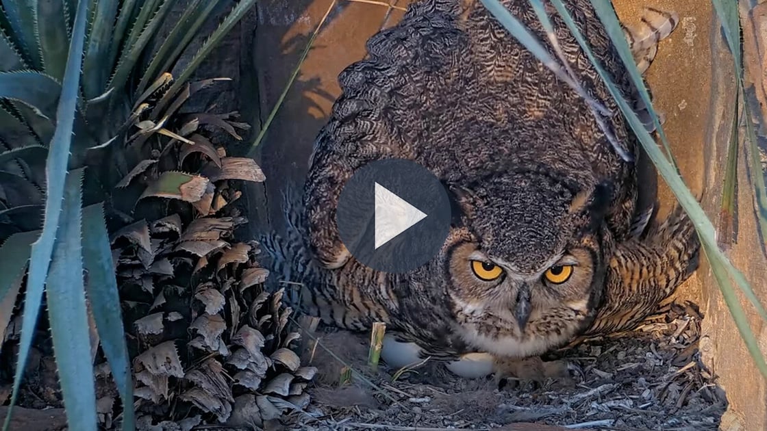 Watch the Great Horned Owl Cam.