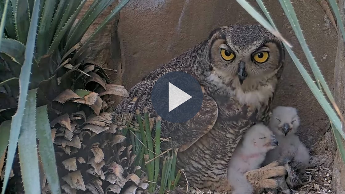 Watch the Top 5 Highlights from the Great Horned Owl Cam.