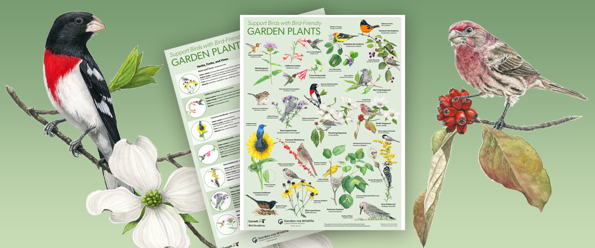a Red-breasted Grosbeak and a House Finch are illustrated beside a Garden Plants poster. a Red-breasted Grosbeak and a House Finch are illustrated beside a Garden Plants poster.