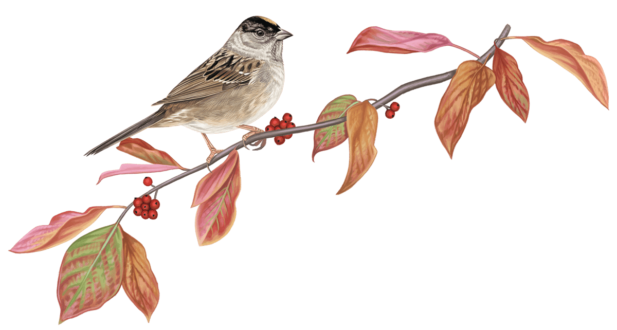 Click or tap to see our new winter sparrow guide