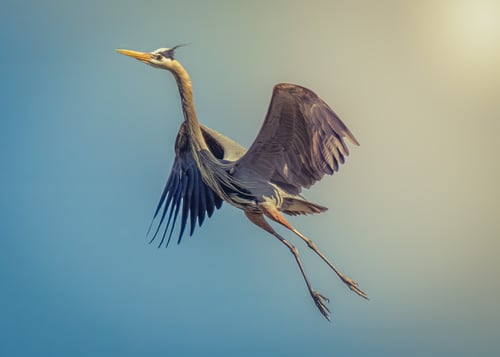 Great Blue Heron_Kirchner, Marcel-1