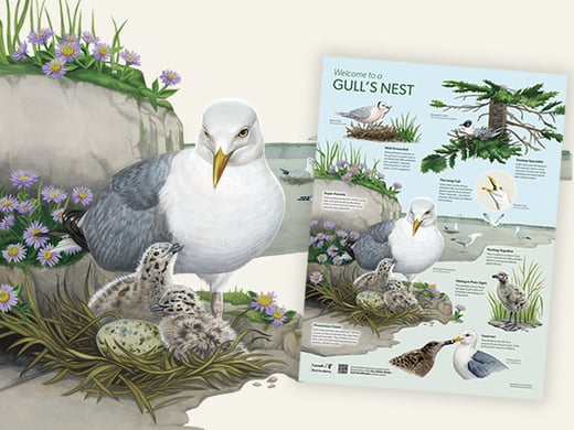 Download a free poster about gull nests.