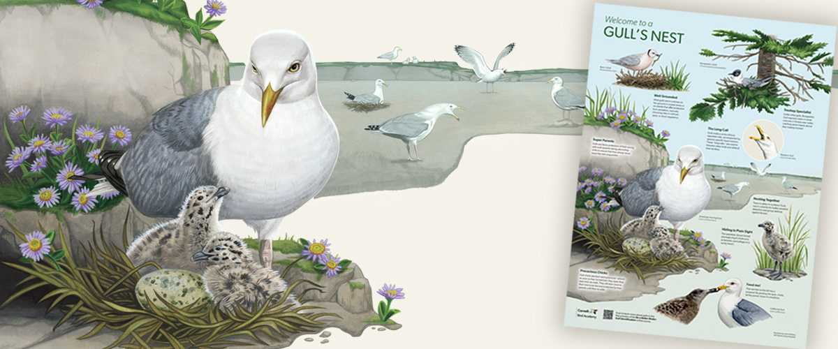 An American Herring Gull stands with chicks at a nest, surrounded by more gulls in the distance.