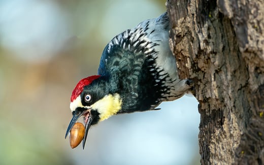 Click or tap to read all about caching behaviors