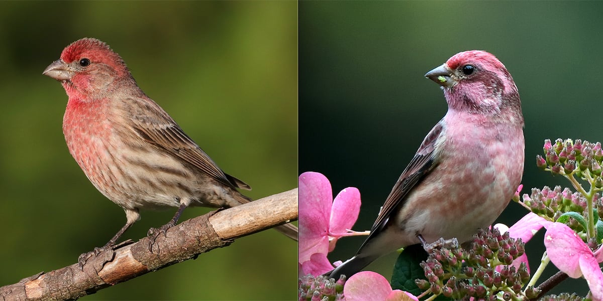 CLick or tap to see a guide toe distinguishing between House FInch and Purple Finch