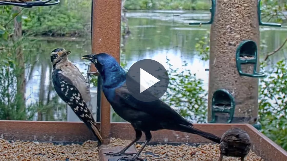 A Hairy Woodpecker faces off with a Common Grackle