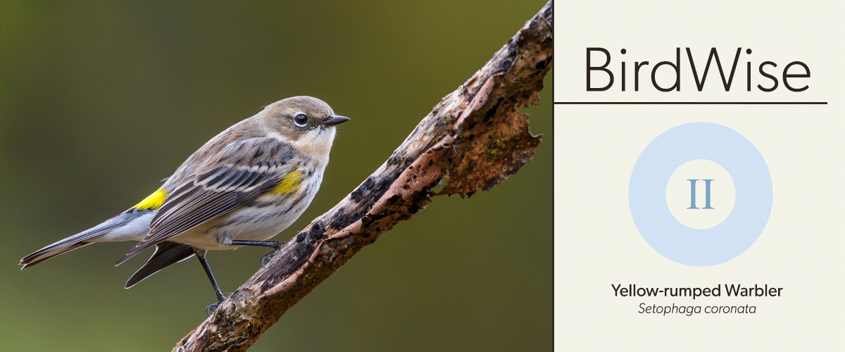 More About BirdsWise Quizzing