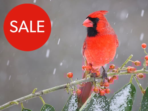 Browse the holiday course sale from Bird Academy.