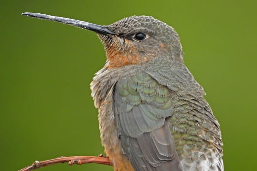 Click or tap to read aboute the giant Giant Hummingbird dscoveries.