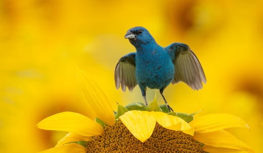Click or tao to read about birding in the dog days of summer