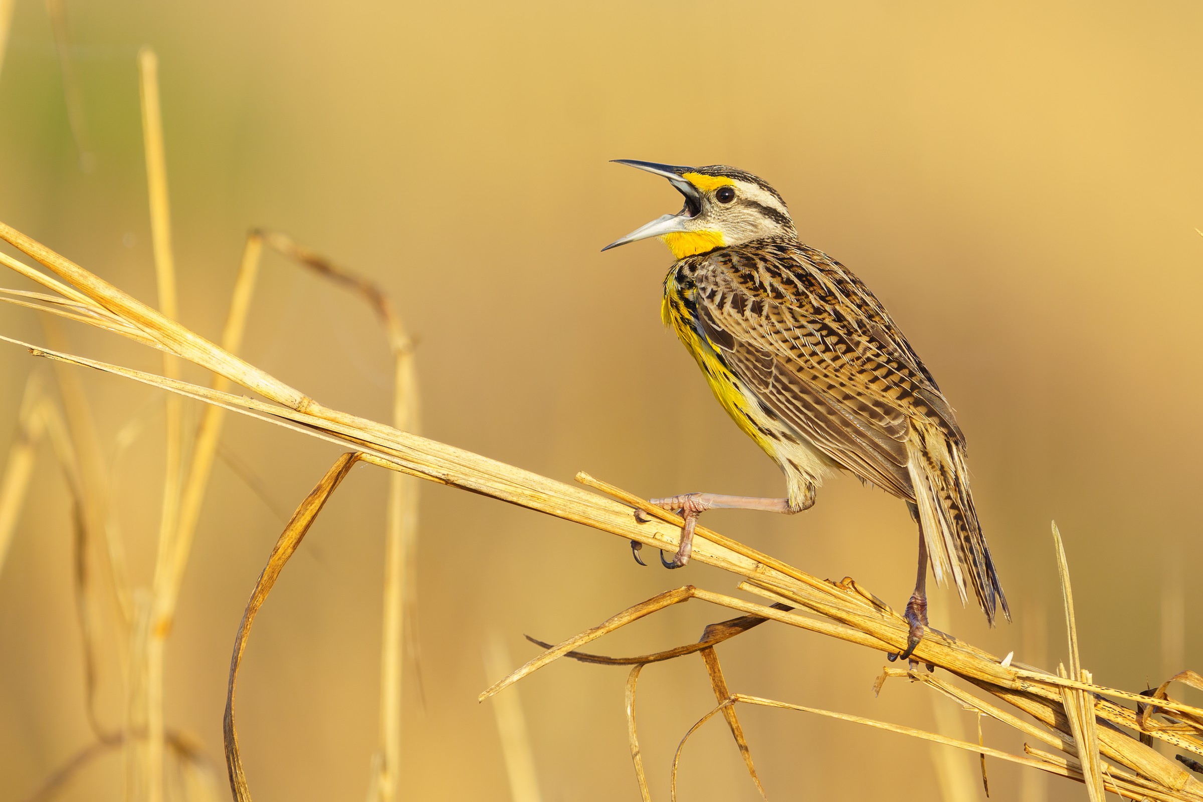 Eastern Meadowlark by Neo Morpheus ML426756621