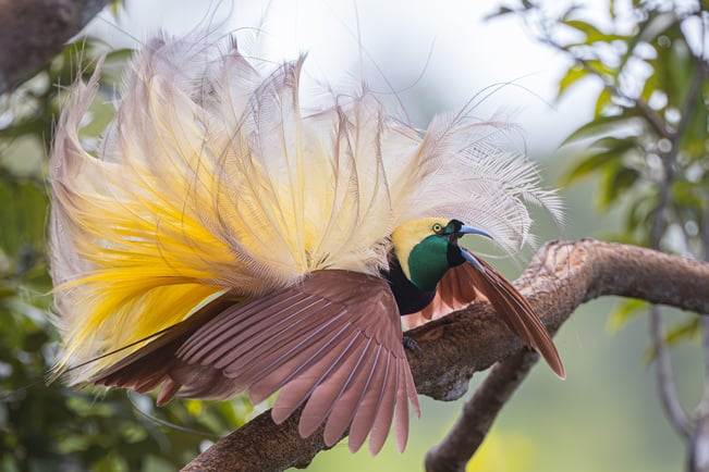 Greater Bird of Paradise by Yann Muyika ML605873441