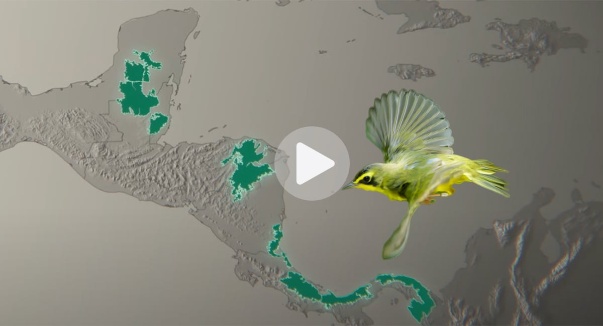 Click or tap to watch a short film about the 5 great forests of mesoamerica