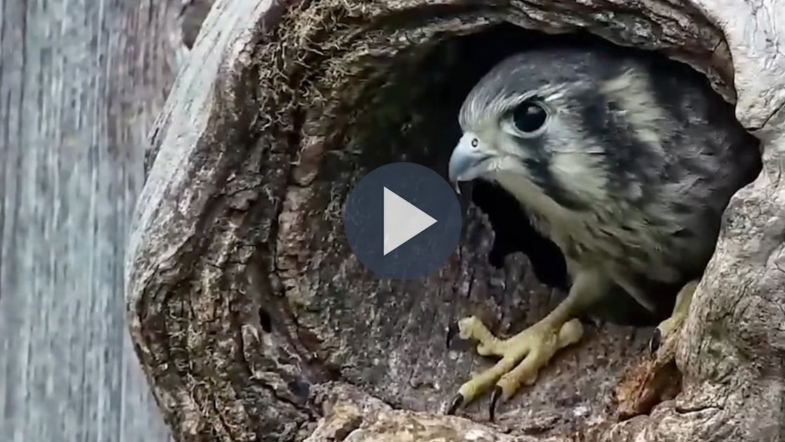 Watch the Top 5 Highlights From The American Kestrel Cam.