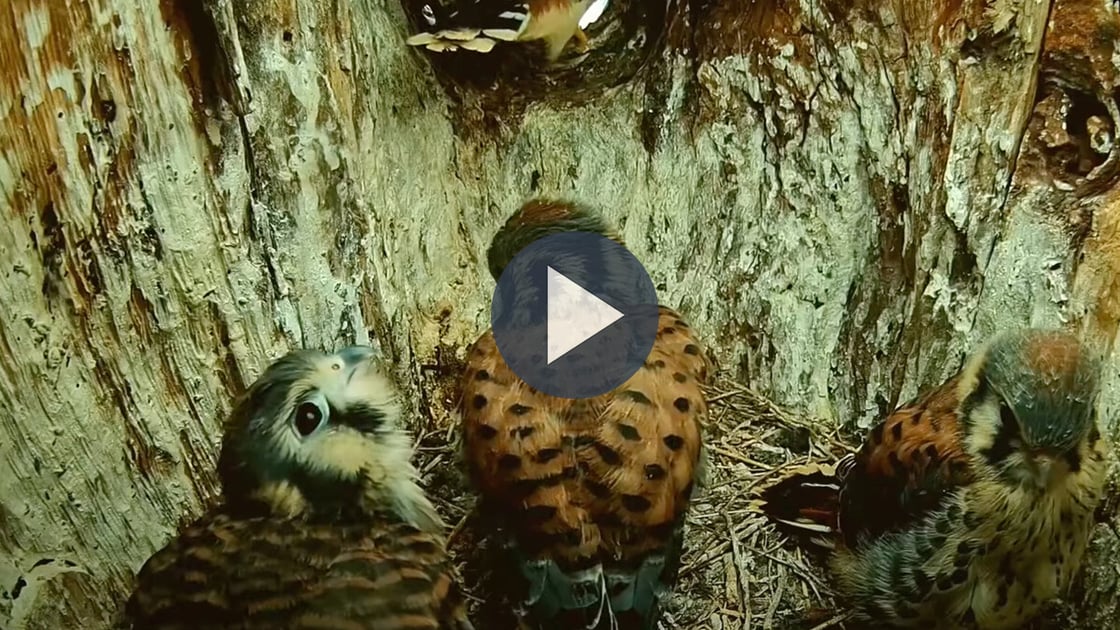 Tap to watch the kestrel chicks fledge.