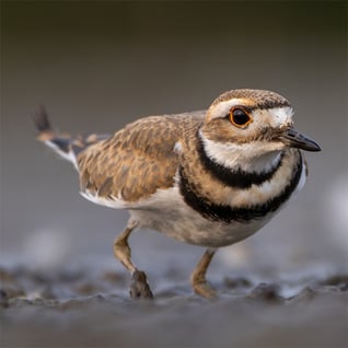 A shorebird with two dark neck bands stands in the mud.