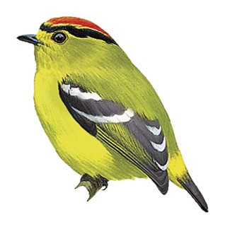 Kinglet Calyptura