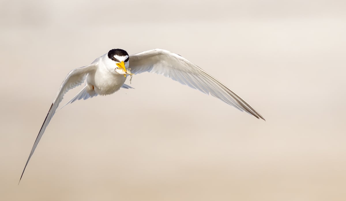 Click or tap to reveal the mystery species