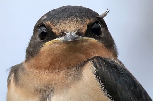 Click or tap to see the 7 simple actions you can take to help birds