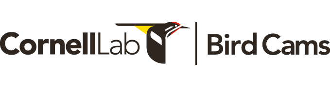 Cornell Lab - Bird Cams