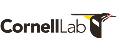 Click to visit birds.cornell.edu, the Cornell Lab's main website