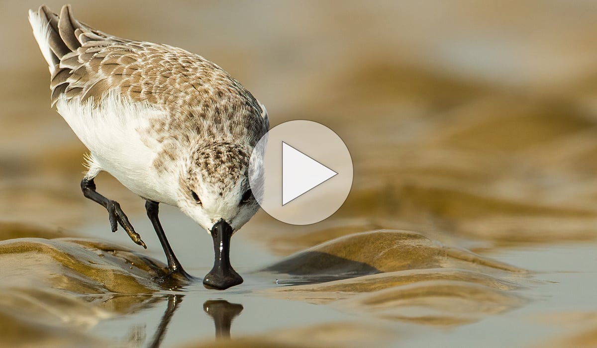 Tap or click to watch a short film about capturing one-of-a-kind footage of migrating shorebirds in the Yellow Sea