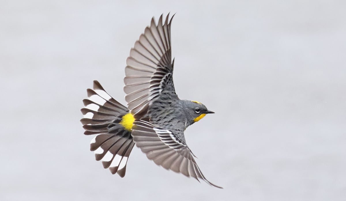 Click or tap to see when spring migration will peak near you/