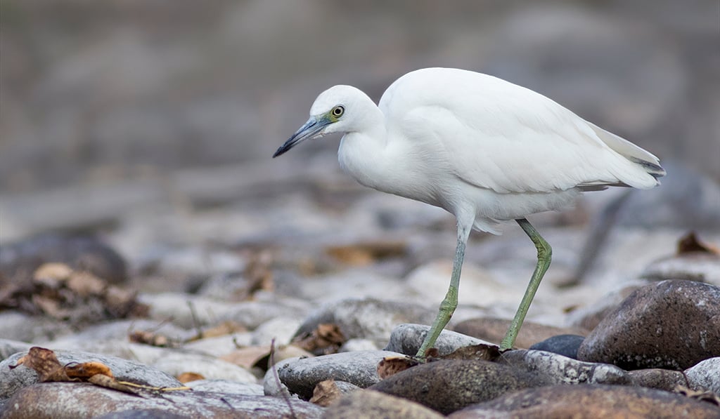 Click or tap to reveal the mystery bird