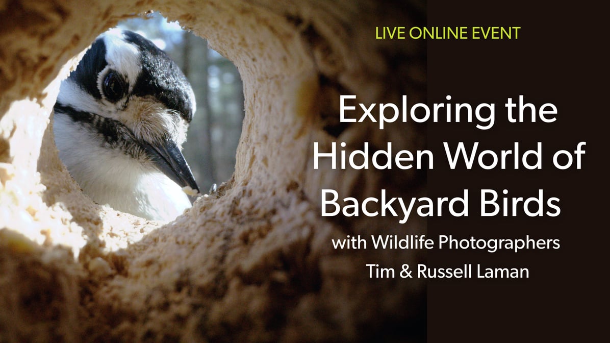 Banner announcing a live event to explore the hidden world of backyard birds with wildlife photographers Tim and Russell Laman. Link to registration page of the live event. 