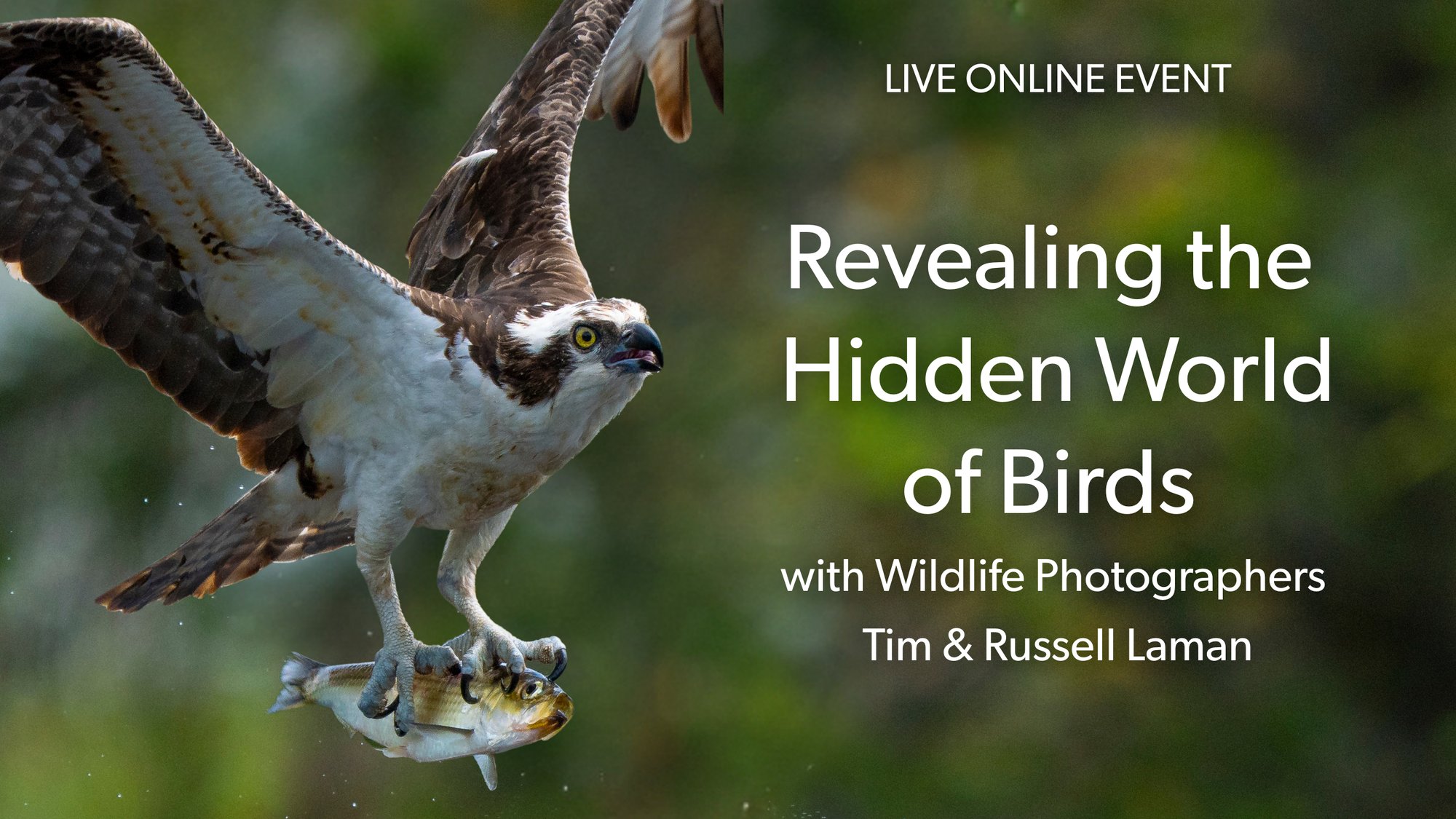 Osprey with wish in its talons. Text reads: LIVE ONLINE EVENT. Revealing the Hidden World of Birds with Wildlife Photographers Tim & Russell Laman Osprey with wish in its talons. Text reads: LIVE ONLINE EVENT. Revealing the Hidden World of Birds with Wildlife Photographers Tim & Russell Laman