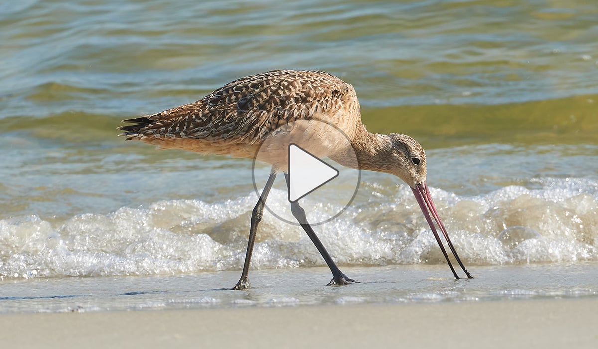 CLick or tap to watch a video of shorebirds feeding on Dauphin Island