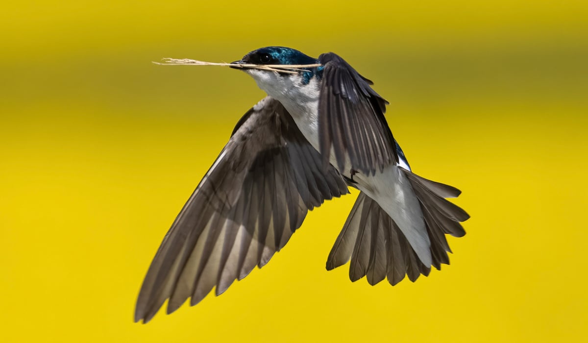 Tap or click to read about 5 signs that a bird may be nesting nearby/