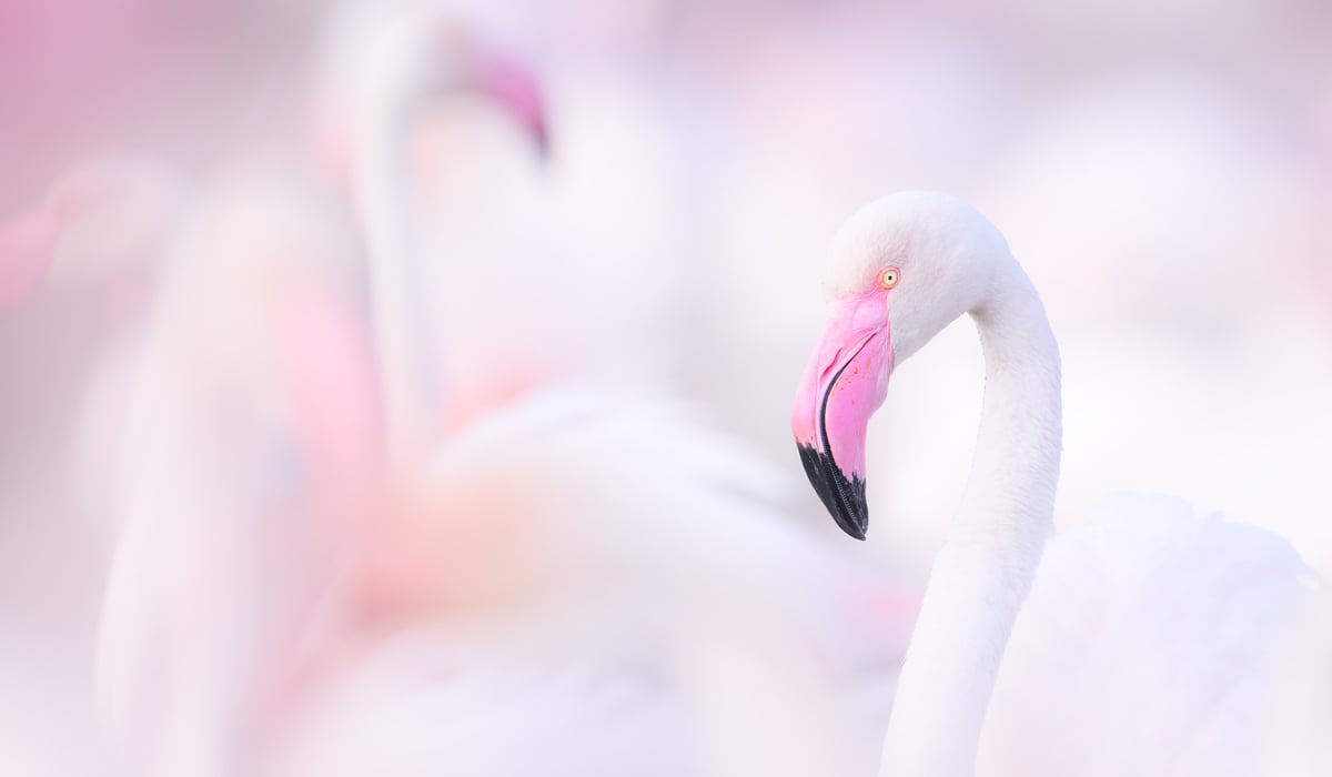 Tap or click to vew the Best of Macaulay Library 2025