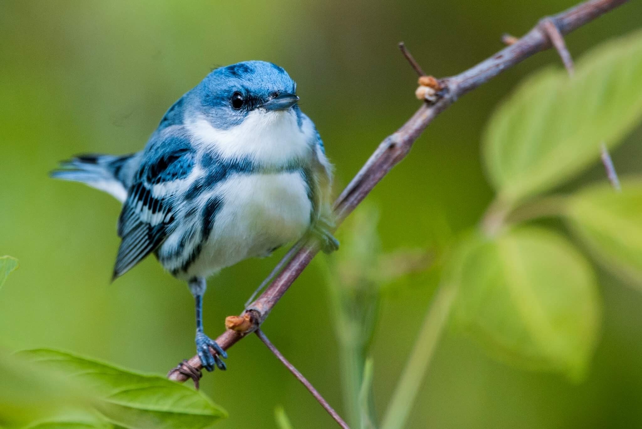 ML57482791 eBird essentials course image