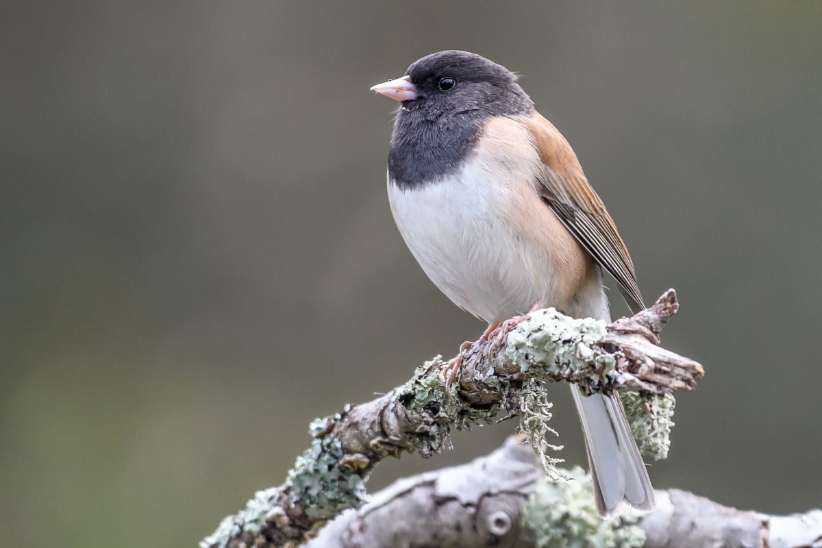 Click or tap to reveal the mystery species