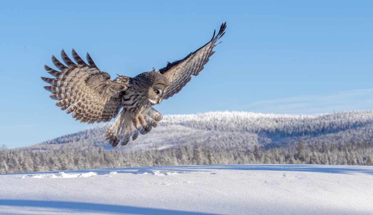 Click or tap to read about how Great Gray Owls locate their prey in deep snow