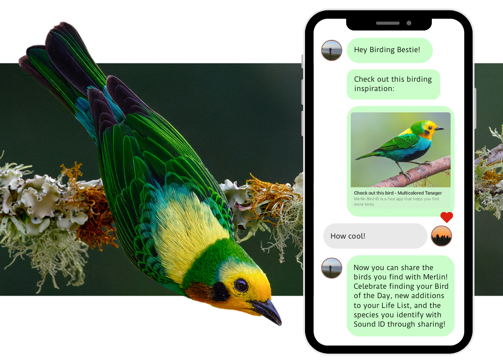 Merlin sharing screenshot overlaying a bird image.